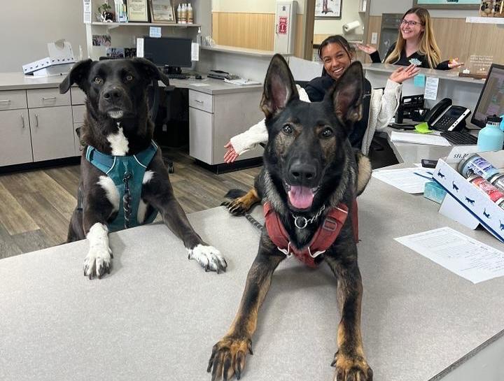 Dog & Cat Exams St. Petersburg Veterinary Care